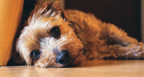 Mi perro tiene un olor desagradable, ¿qué es esto? 5 pequeñas formas de resolverlo perfectamente