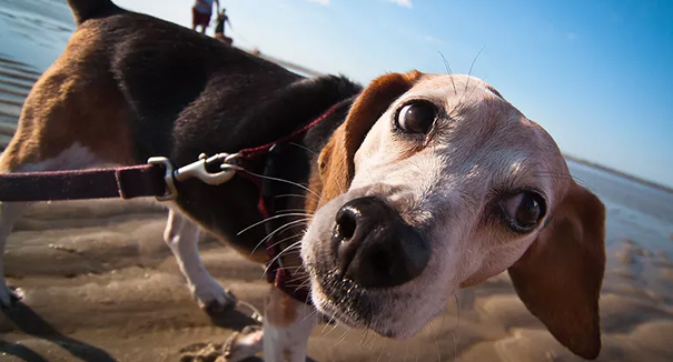 Beneficios e importancia de la correa para perros